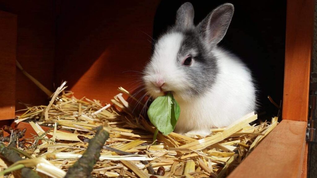 lapin, lapin qui mange, tête, oreille, oreilles, oeil, moustache, moustaches, museau, ripe, paille, bois, branche, feuille, cabane, poil, poils, blanc, gris, brun, bois, beige, vert,