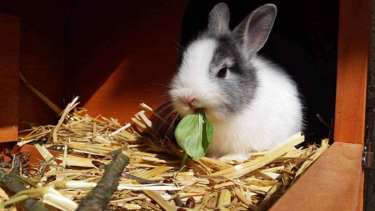 at home boarding, pension à domicile, pet sitting, at home pet sitting, bunny pet sitting, bunny, rabbit, lapin pension, lapin