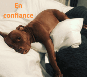 chien, canin, pitbull, poil, poils, tête, oreille, oreilles, oeil, museau, narine, narines, gueule, langue, patte, pattes, couché, coucher, oreiller, oreillers, taie, taies, couverture, confiance, confort, dormir, lit, brun, blanc, bleu, rose