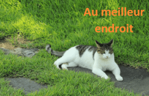 chat, félin, poil, poils, tête, oreille, oreilles, oeil, yeux, museau, gueule, face, regard, patte, pattes, queue, couché, coucher, domestique, dehors, gazon, pelouse, herbes, herbe, pierre, pierres, ciment, chemin, terre, lumière, blanc, gris, vert, orange, brun, rose