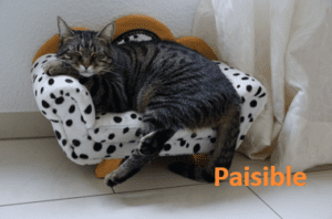 chat, félin, poil, poils, tête, oreille, oreilles, museau, moustache, moustaches, patte, pattes, coucher, couché, dormir, paisible, queue, fauteuil, coussin, bois, contour, rideau, plancher, céramique, point, pois, rond, pendre, brun, blanc, noir, domestique, rayé, ligné, tissu