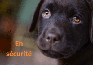 chiot, canin, poil, poils, tête, face, oeil, yeux, pupille, pupilles, museau, moustache, moustaches, narine, narines, regard, oreille, sécurité, menton, noir, orange, brun, blanc