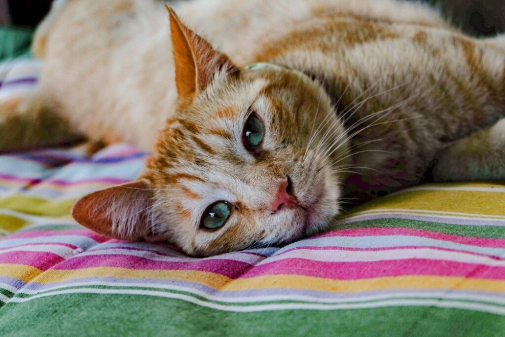 chat, roux, blanc, félin, domestique, tête, yeux, oeil, pupille, pupilles, iris, bleu, poil, poils, bouche, moustache, moustaches, couverture, vert, blanc, orange, rose, jaune, queue, museau, narine, narines, corps, oreille, oreilles, coucher, tranquille