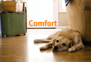 Comfort-chien